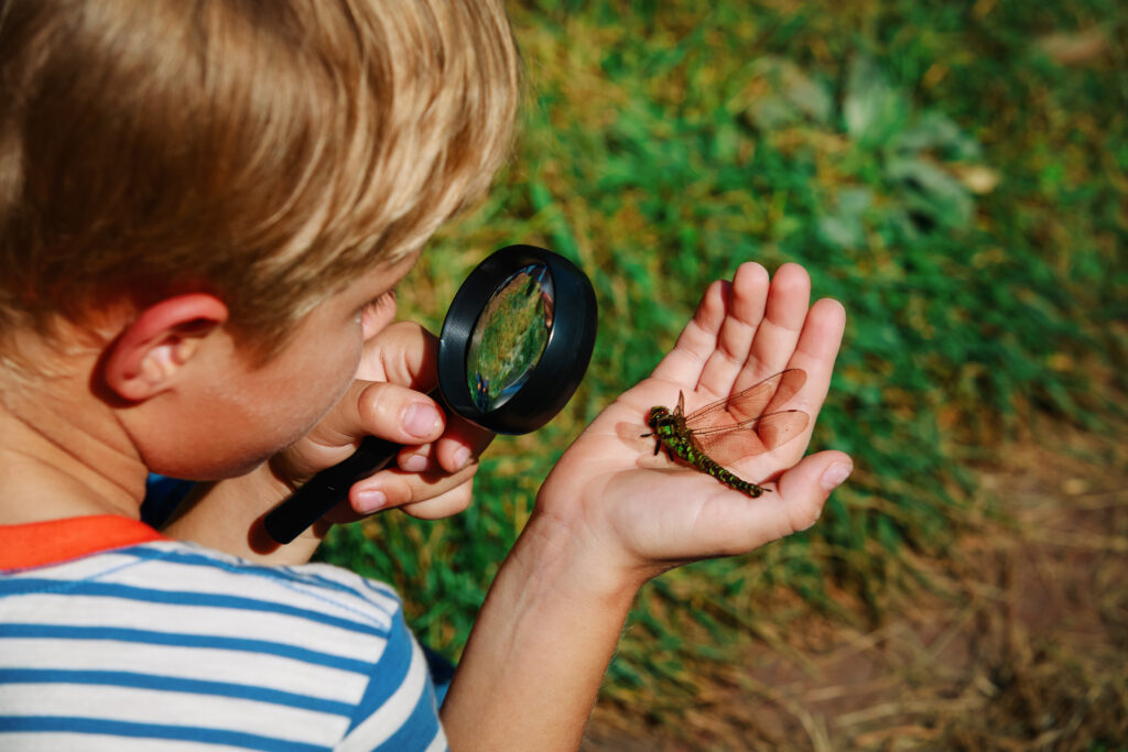 Kids,Learning,-,Little,Boy,Exploring,Dragonfly,With,Magnifying,Glass